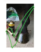 Application of hoof oils