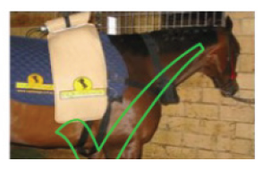 Vibratory massage (e.g. equissage)